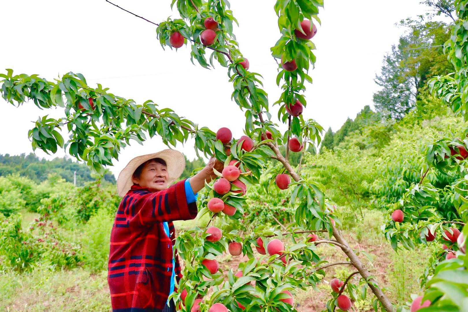 农科院最新桃树新品种种植指南及介绍