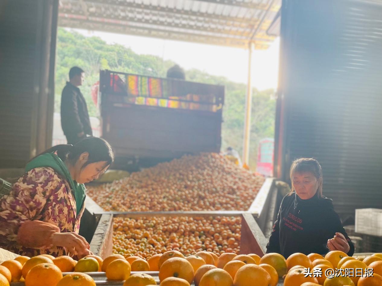 电视IP获取难题，一次成长之旅解决网络障碍