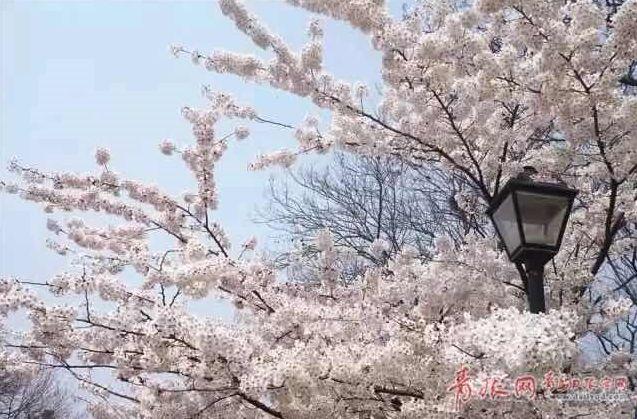 探索神秘小巷的乐园，樱花动漫之旅