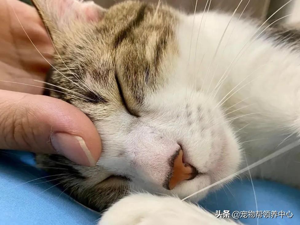 猫咪最新版，自然美景探索之旅的启程点