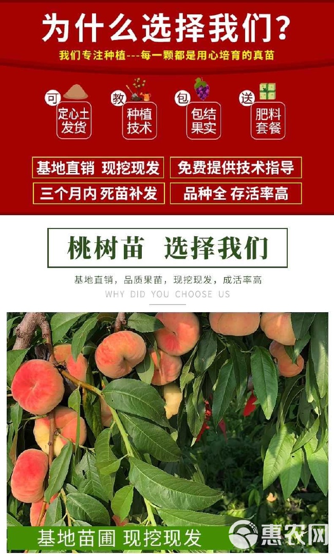 最新品种桃树苗，种植指南与品种介绍