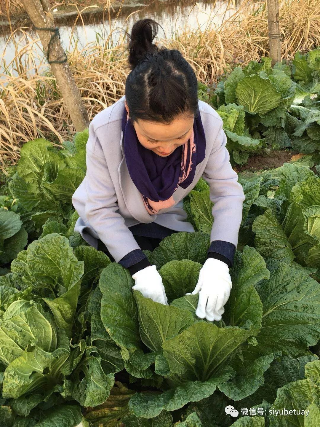 苍山大白菜最新价格探秘，小巷深处的白菜情缘揭秘
